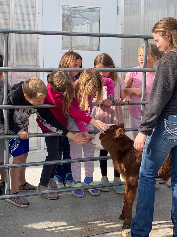 students petting the bottle calves