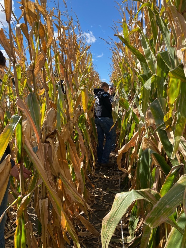 Counting ears on the stalks